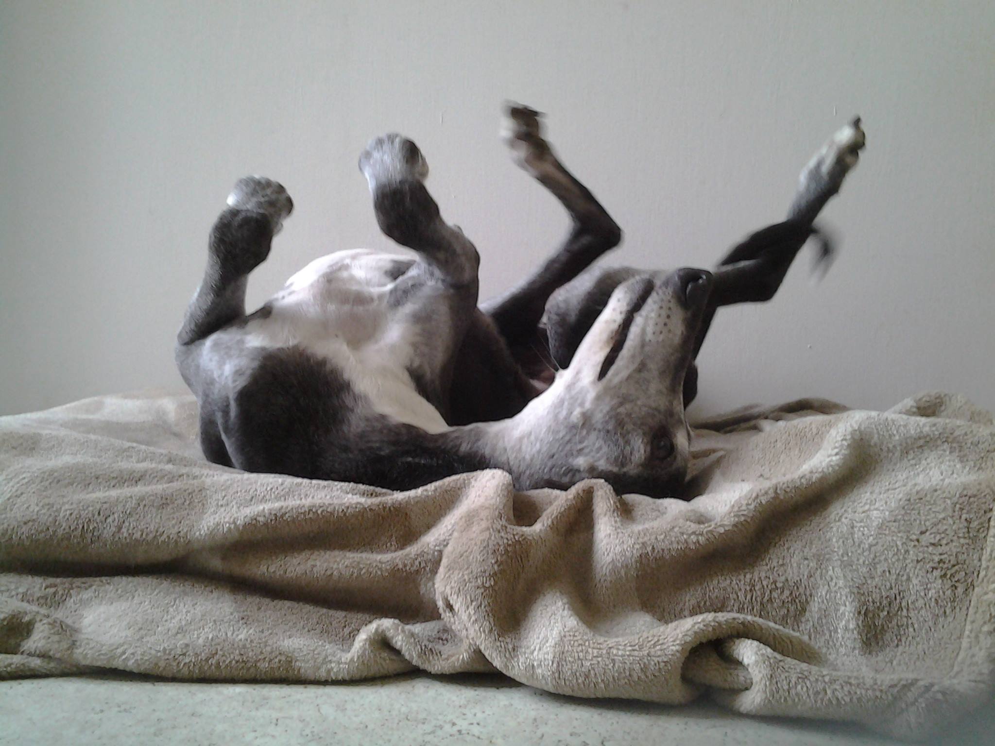 roaching windhond: ondersteboven slapen