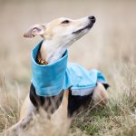 Body softshell aqua (met ritsen) - Afbeelding 2