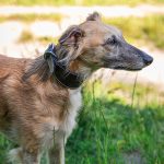 Windhonden halsband - Zwart - Afbeelding 2