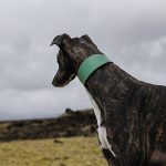 Leren windhonden halsband - Groen - Afbeelding 3