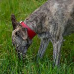 Leren windhonden halsband - Rood - Afbeelding 3