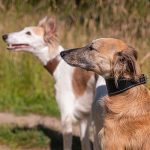 Windhonden halsband - Zwart - Afbeelding 3