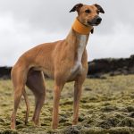 Leren windhonden halsband - Geel - Afbeelding 3