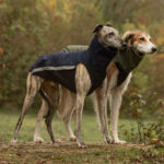 Softshell body + softshell&fleece body naar keuze 10% korting (combideal)
