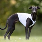 Coursing dekjes - 2 stuks - Afbeelding 3