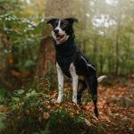 Body softshell & fleece donkerblauw (met ritsen) - Afbeelding 4