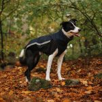 Body softshell & fleece donkerblauw (met ritsen) - Afbeelding 3