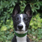 Leren windhonden halsband - Groen - Afbeelding 4
