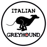 Autosticker Italiaanse Windhond
