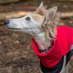 Body softshell rood (met ritsen) - Afbeelding 4