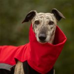 Body softshell rood (met ritsen) - Afbeelding 3