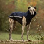 Body softshell & fleece donkerblauw (met ritsen) - Afbeelding 2