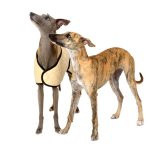 Windhonden winterjas quilted beige - Afbeelding 4