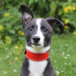 Leren windhonden halsband - Rood - Afbeelding 4