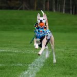 Body softshell & fleece driehoeken (met ritsen) - Afbeelding 4