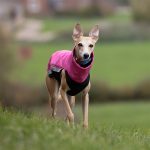 Body softshell & fleece roze (met ritsen) - Afbeelding 4