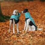 Body softshell aqua (met ritsen) - Afbeelding 5